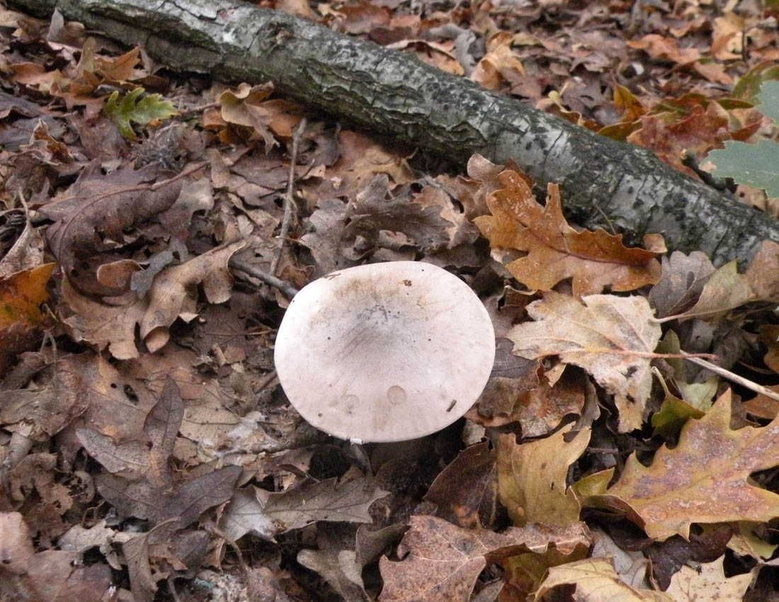 Nei boschi di Ulderico